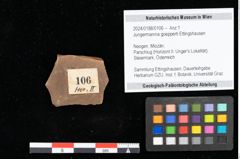 Foto (Objekt + Etikett) von Jungermannia goepperti Ettingshausen (NHMW-GEO-2024-0188-0106)